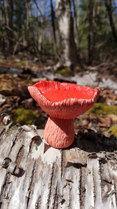 Mushroom Bottle Sculpture - Watermelon Chanterelle- 1g